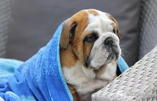 狗狗来了例假怎么办,狗狗姨妈期生理裤