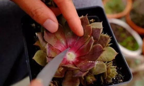 花卉多菌灵怎么选,丽姐说花卉教程