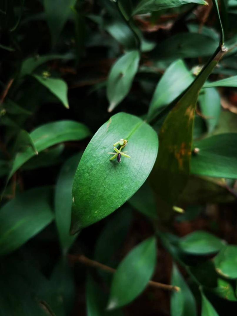 长着叶的模样，干着叶的活，为什么不给它叶的名分