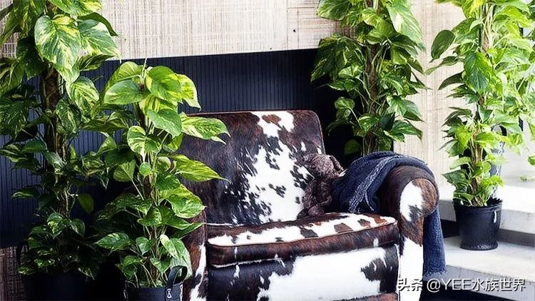 盆栽绿萝如何转水,绿萝如何转水