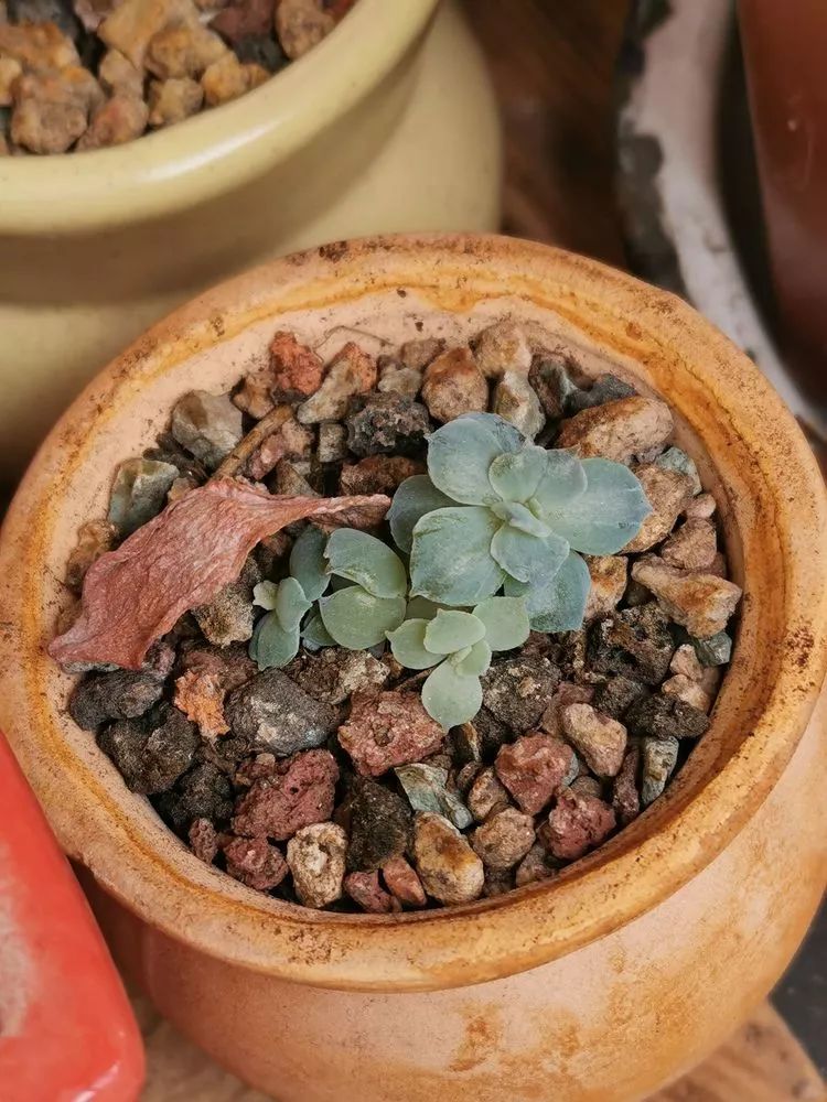 适合北方阳台党养的多肉,适合养在北阳台的多肉