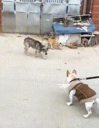 爆笑gif为了我的八块腹肌拼了,成年人幽默搞笑gif图片带字