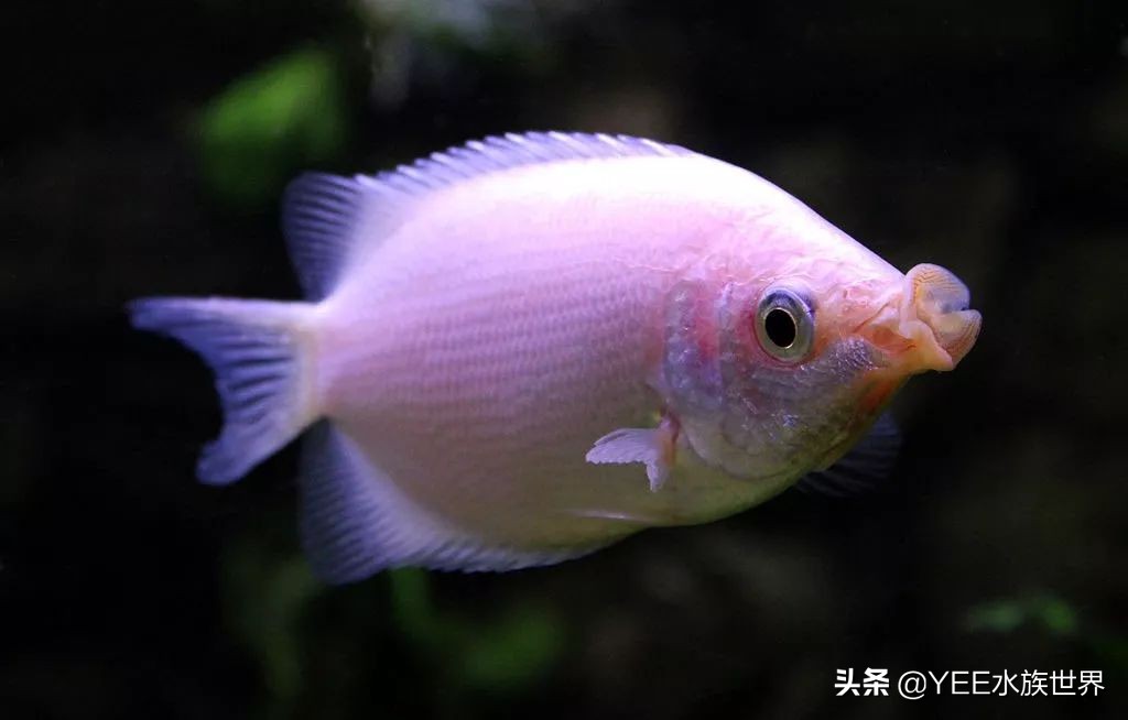 鱼平时喂饲料吃什么改善,鱼不喂饲料喂什么好养