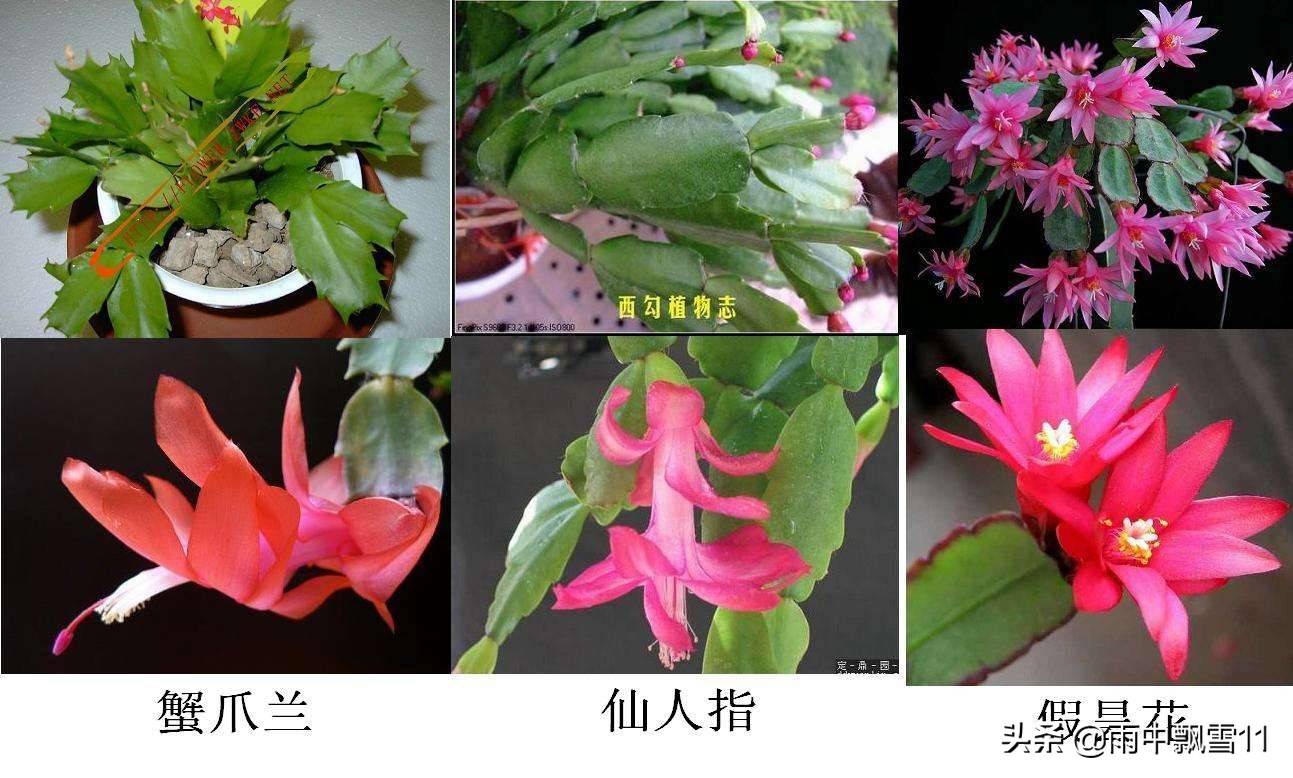 蟹爪兰假昙花仙人指有啥区别,仙人指假昙花蟹爪兰区别