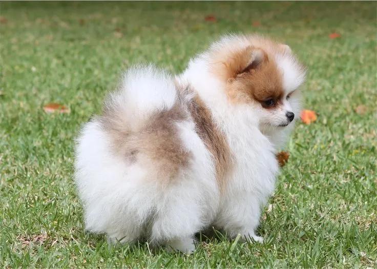 博美犬是哪个女王的狗,博美犬故事