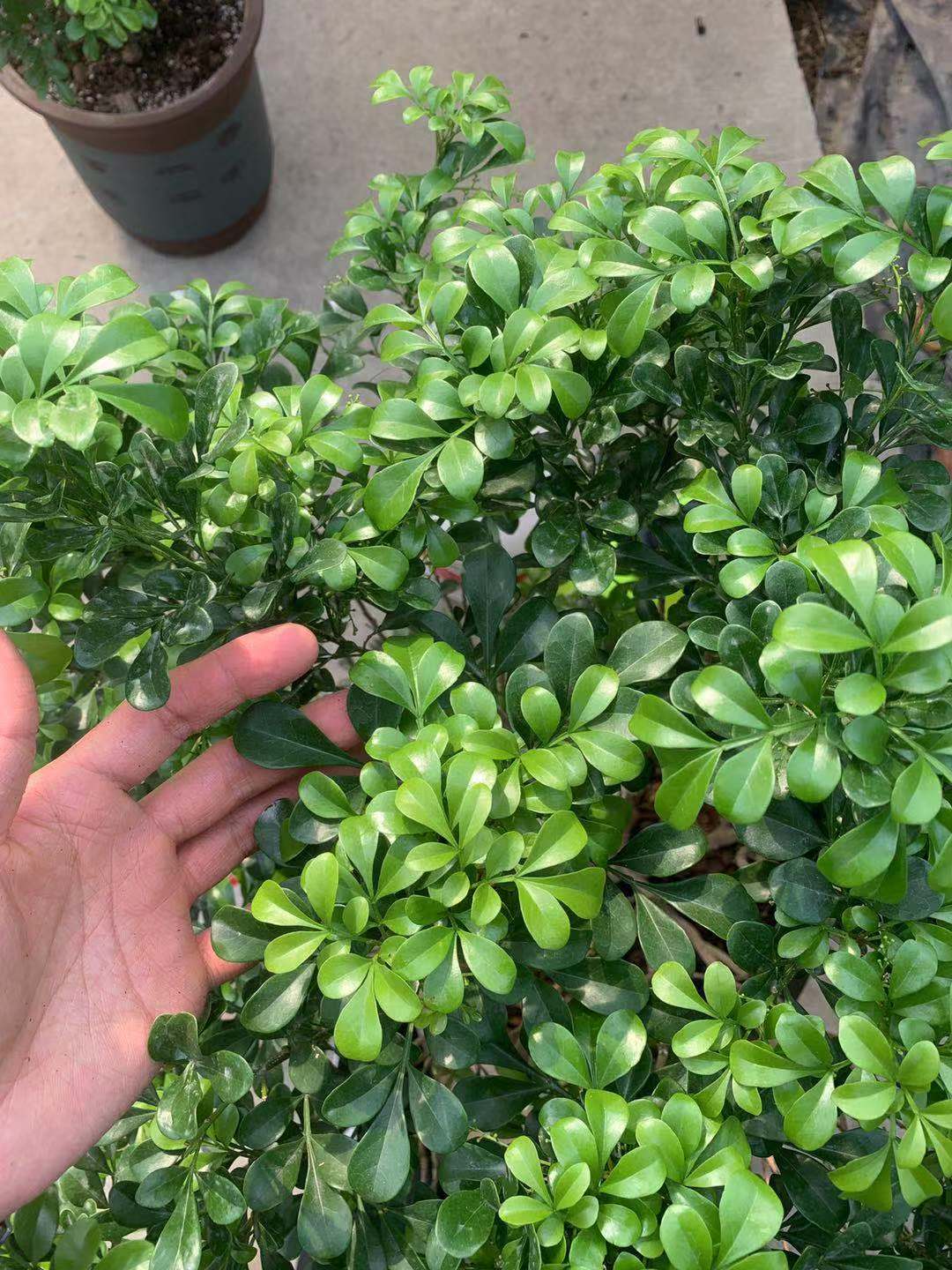 米兰的胶泥土怎么换,米兰盆栽土质坚硬如何改良