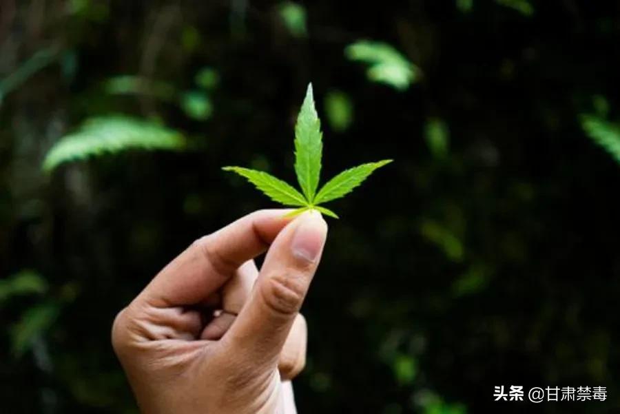 亚洲国家对医用*麻大**开设“绿灯”是突破防线吗？