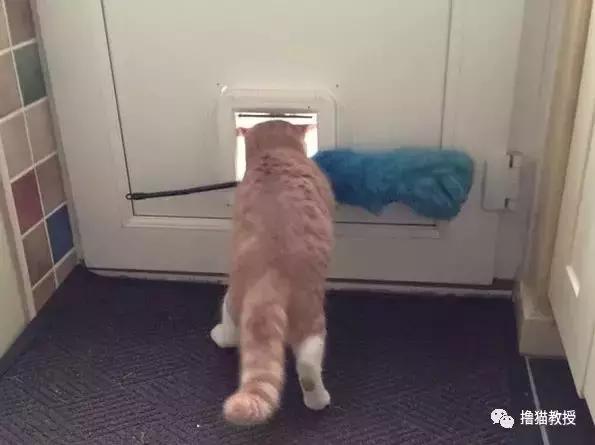 猫咪能明白人在哭吗,猫咪长大了一点为什么还总是叫