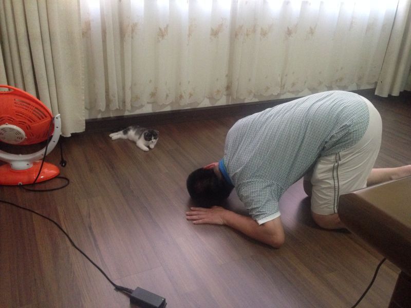 爸妈养宠物之后,就没你什么事了