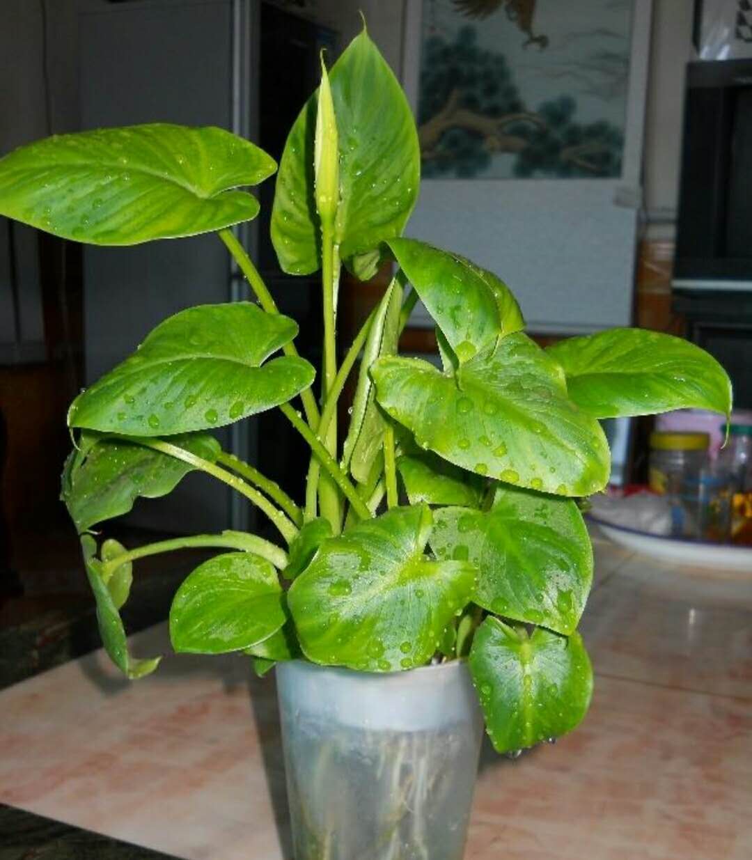 用什么水养绿植好看又漂亮,对空气好的绿植水养