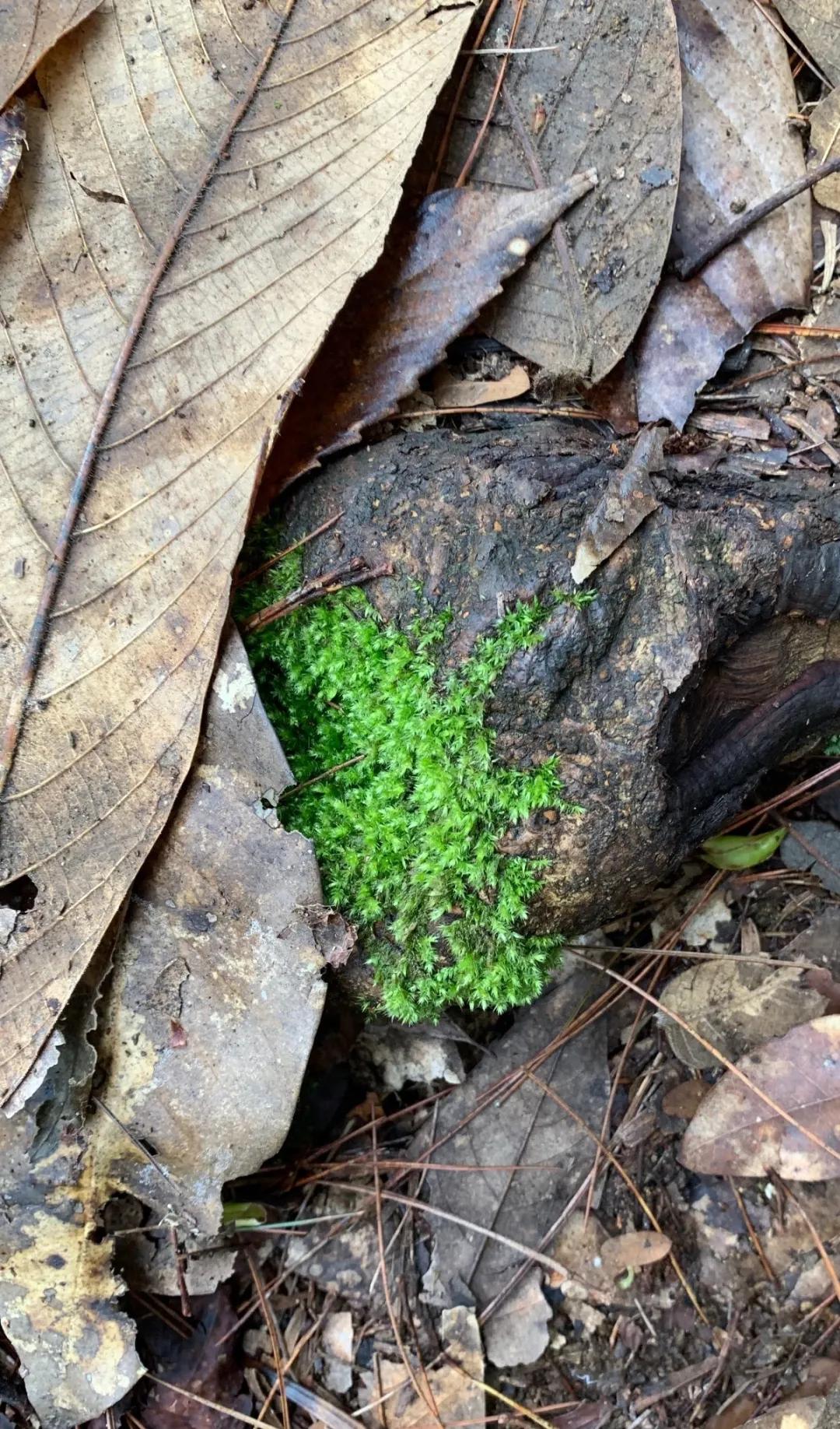 春林花多媚视频讲解,春林花多媚图片