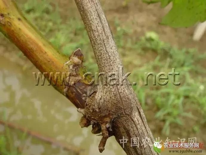 葡萄花前主要病害,葡萄病害图片大全大图