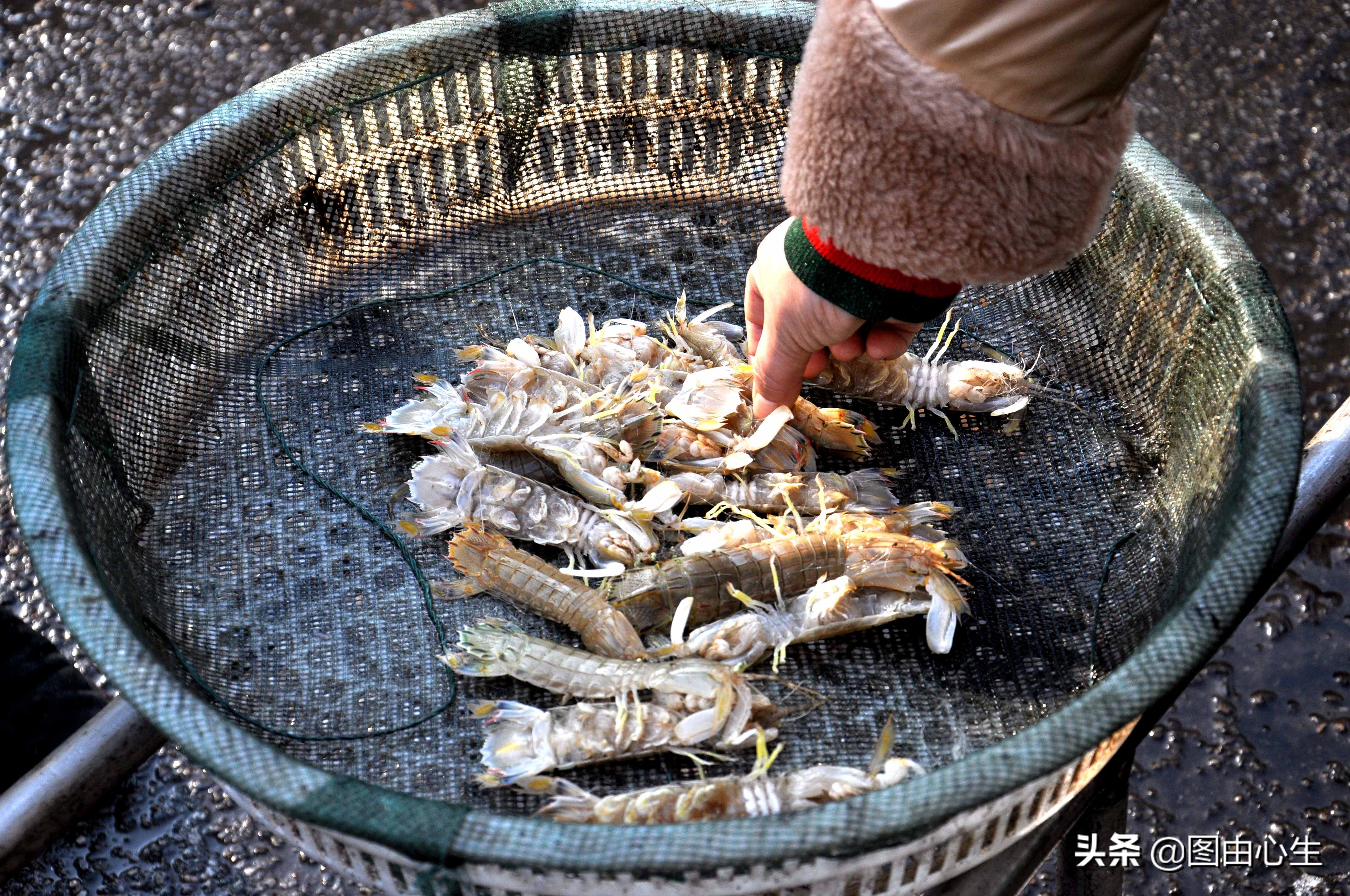青岛虾爬子80一斤,山东青岛虾爬子价格