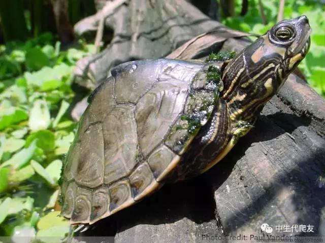 正宗的地图龟,史上最差的地图龟