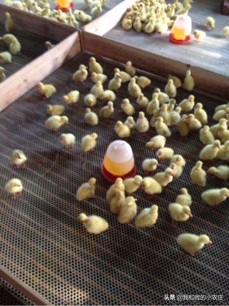 100天养鹅分享,我的100天记录