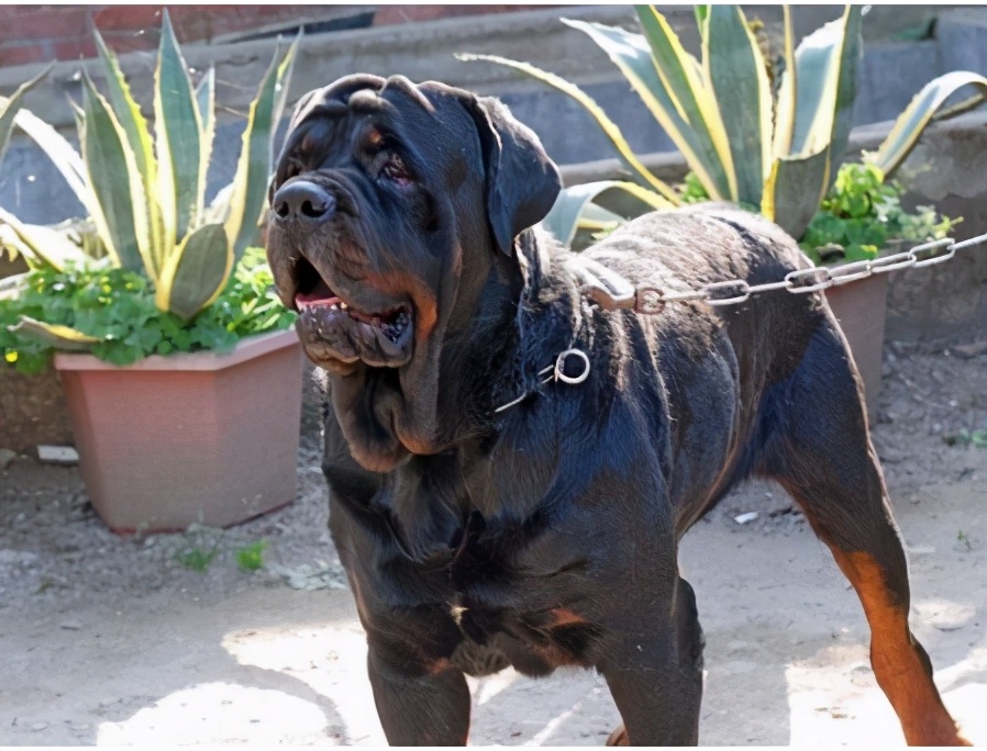 狗界5大冒牌货杜宾犬也有山寨版,犬界中的五大假货