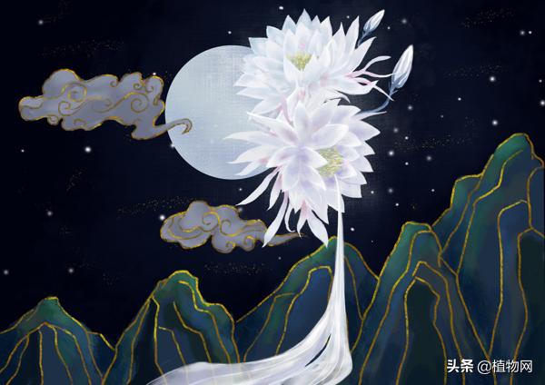 扦插的昙花第二年能开花吗,昙花叶片扦插多久可以开花