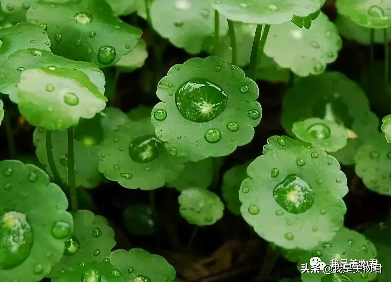 老虎面膜叫什么,老虎面膜是含有激素的面膜吗