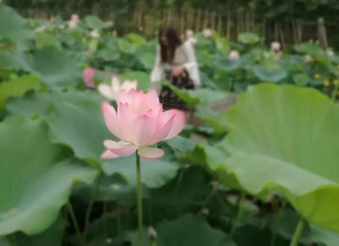 赋词千行,把酒千觥,烟墨流年聊寄仄平中丨薰衣2019诗词集