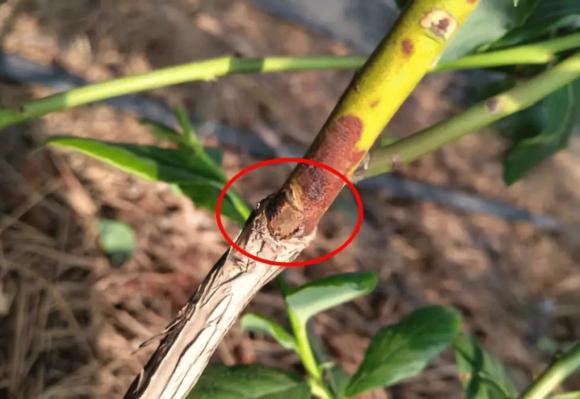 蓝莓容易得的病害有哪些,蓝莓盛果期怎样防治病害