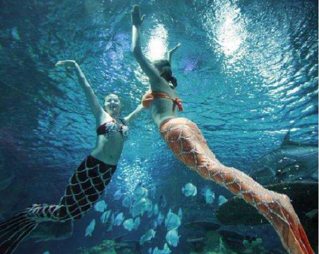 白鹿仓欢迎大家来白鹿仓观看直播,白鹿仓冰雪海洋旅游