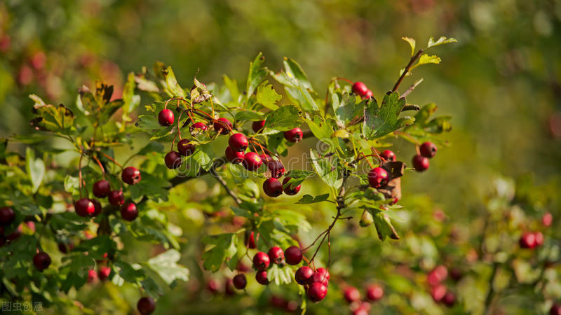 生日鲜花用哪几种花,代表友谊长存和生日快乐花语的花