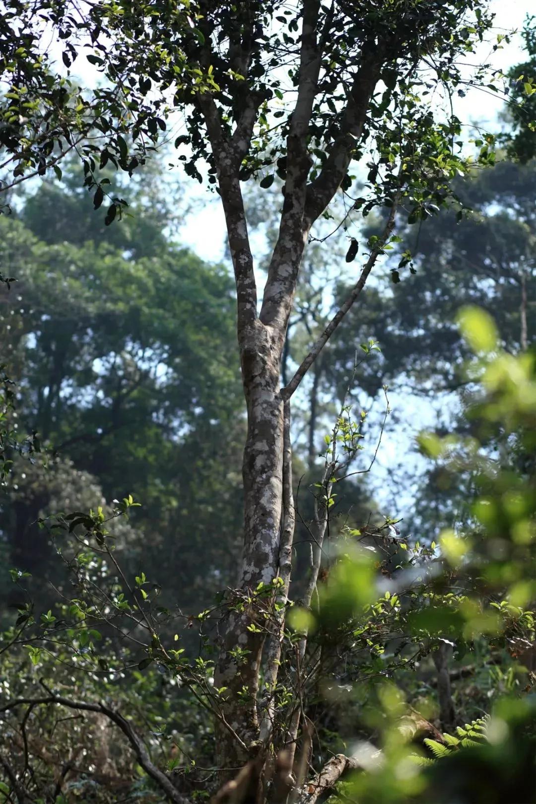 易武正山贡茶图片大全,2002年易武正山贡茶阿诗玛