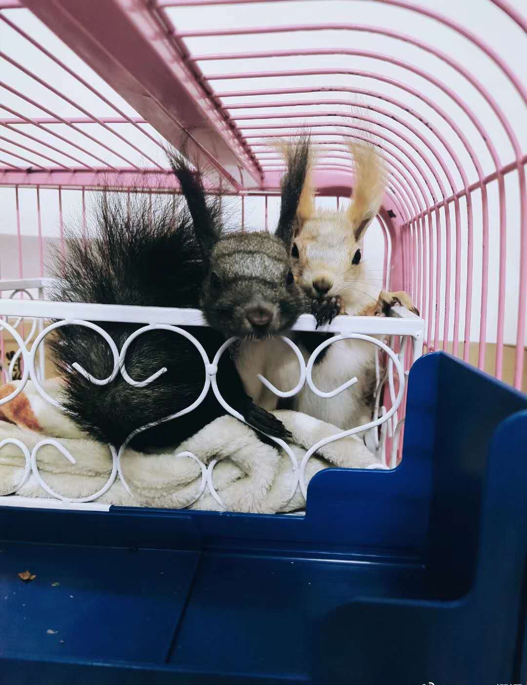 雪地松鼠的养殖方法视频,新手适合养什么松鼠