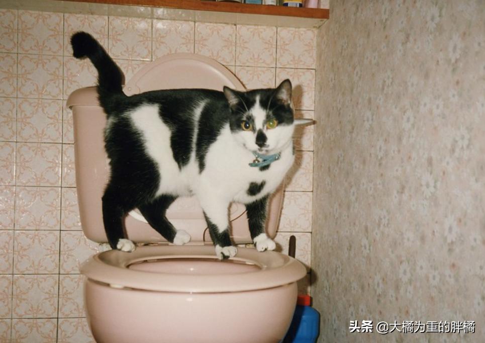 猫咪粪便异常的臭是怎么回事,看猫咪的便便来判断病情