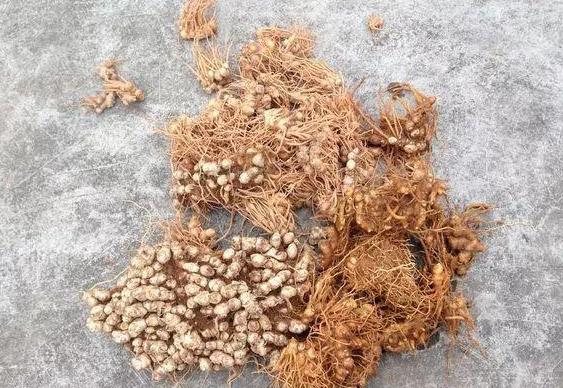 怎样让姜快速发芽做盆栽,盆栽植物姜