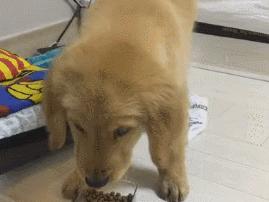 怀孕了，就把狗扔了吧，多脏啊