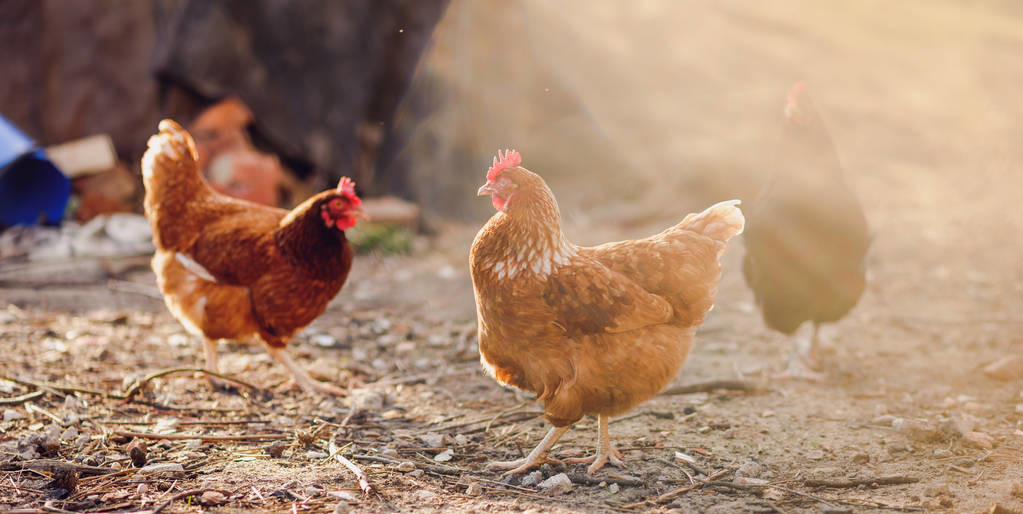 养鸡技术怎么有效预防鸡生病呢,养鸡小妙招鸡老是啄毛怎么办