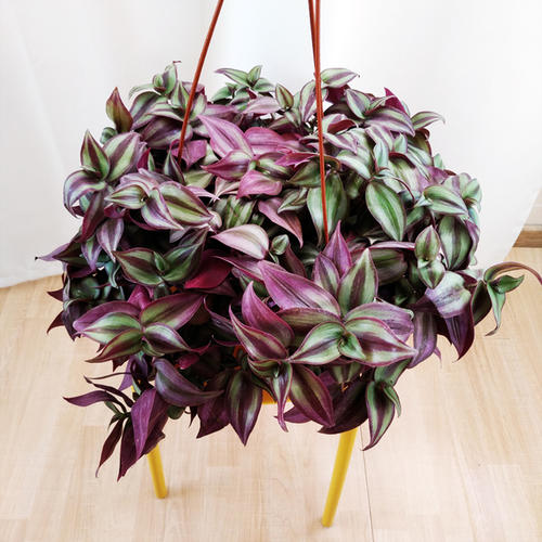 家里养的绿色植物可以净化空气吗,哪些绿色植物可以净化室内空气