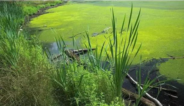 稻田养殖小龙虾怎么防止逃跑,稻田养殖小龙虾防病