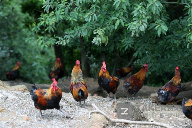 贵州榕江黑木耳丰收助农增收致富,贵州黔西林下养殖闯出致富路