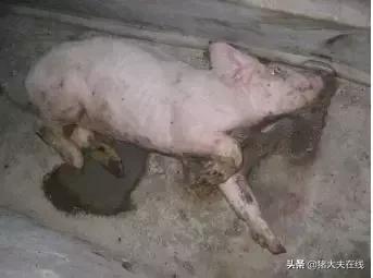 猪感染链球菌病的症状及治疗方法,猪链球菌病和蓝耳病怎么鉴别