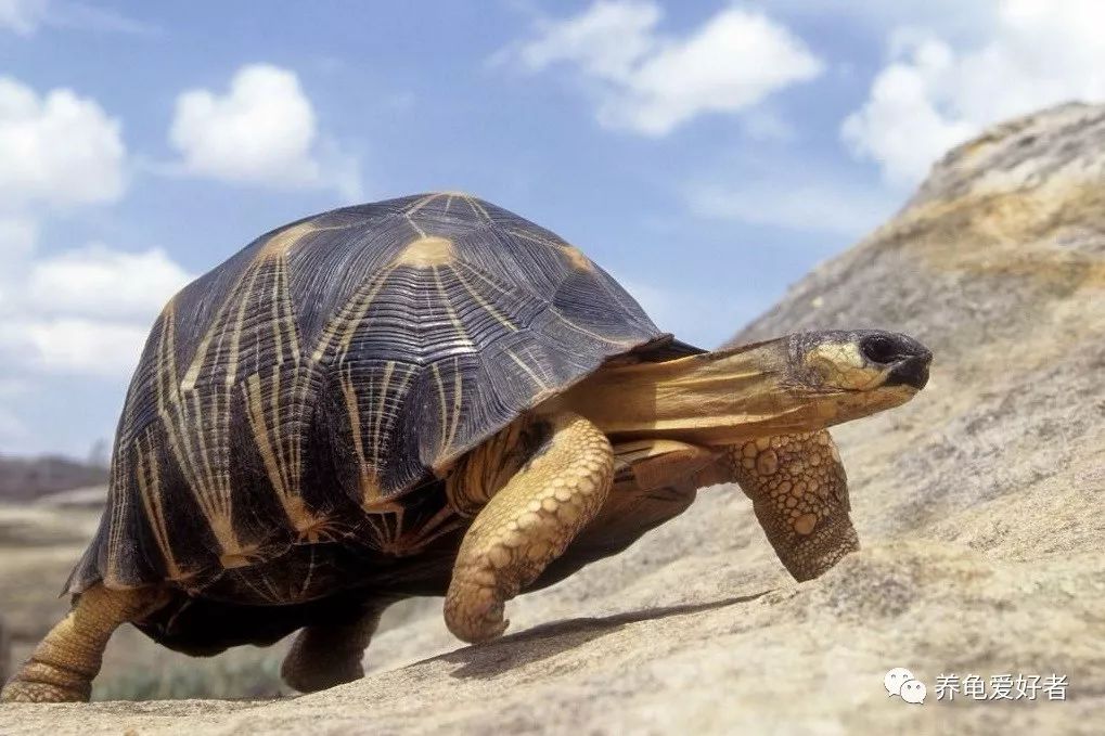 春节之前，给那些不养龟的朋友们科普一下