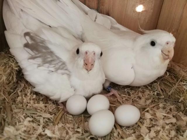 想养鸟不知道什么鸟好养,想养鹦鹉怎么办