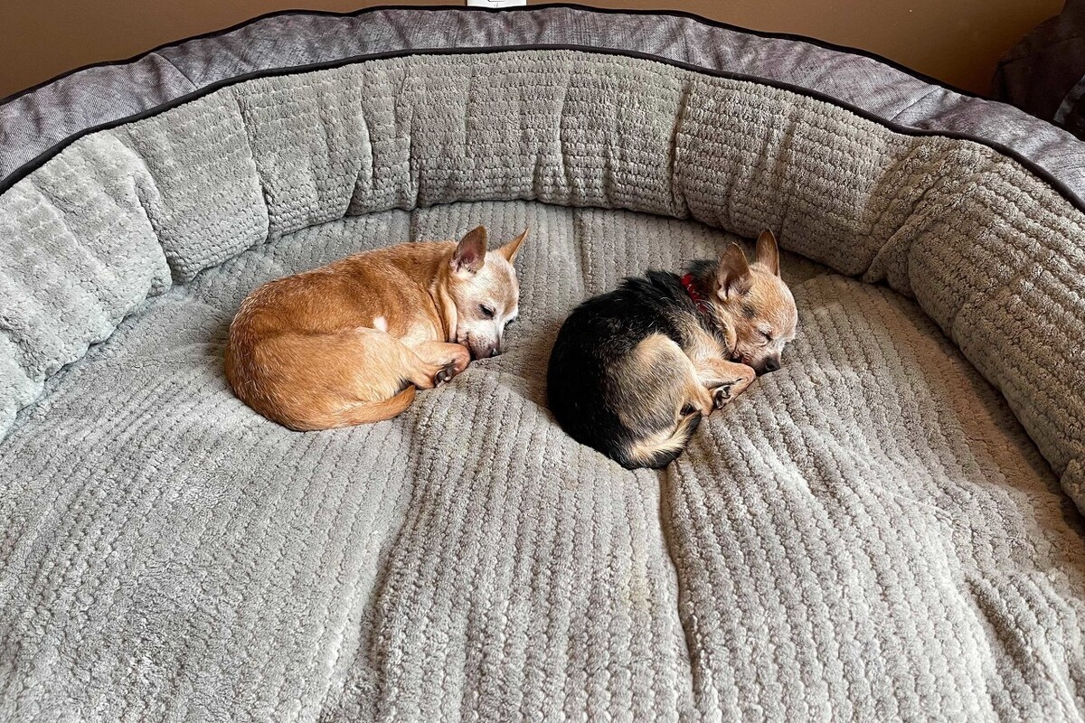 狗狗呕吐物的信息，你了解多少？