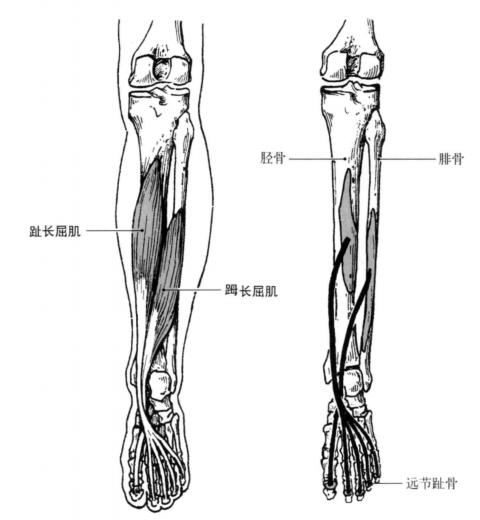 踝关节体态评估,体态评估如何评估踝关节内外翻