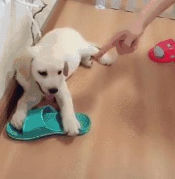 拉布拉多每天怎么照料,拉布拉多的正确处理方法