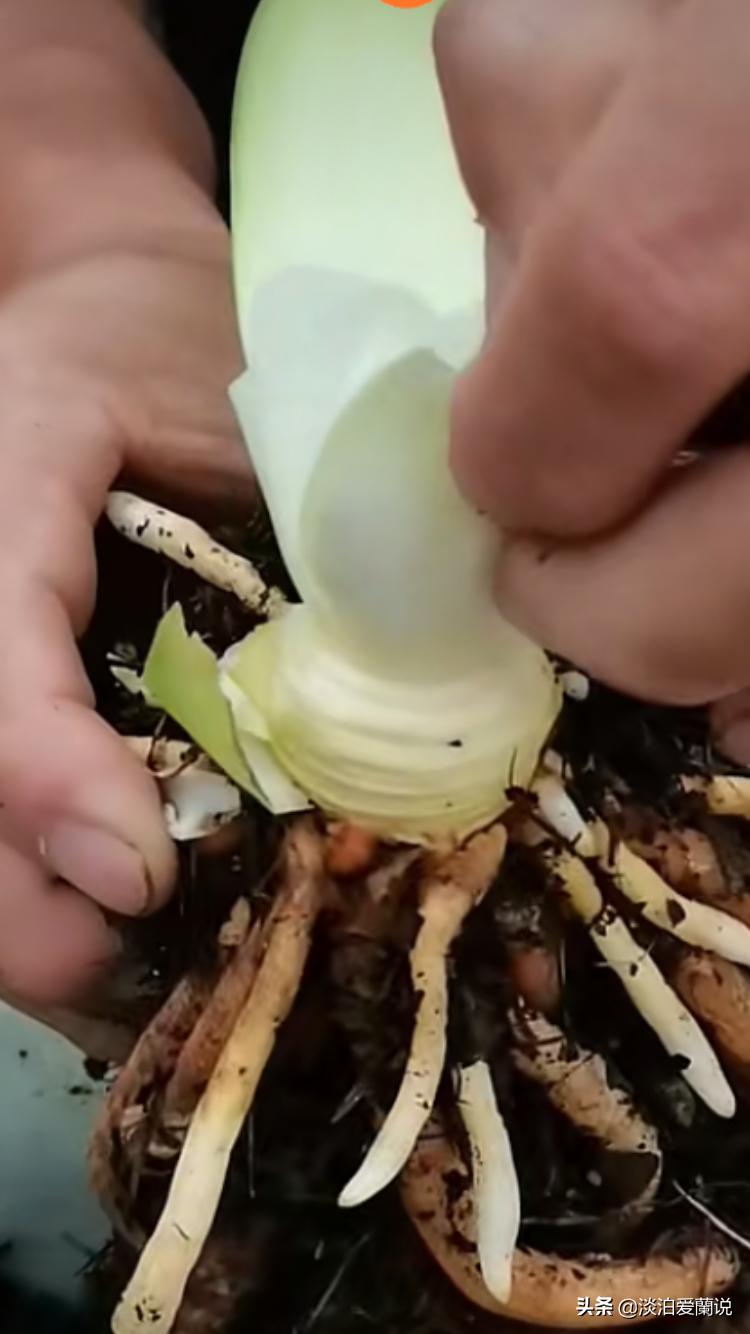 君子兰小苗移栽视频,购买优质君子兰小苗