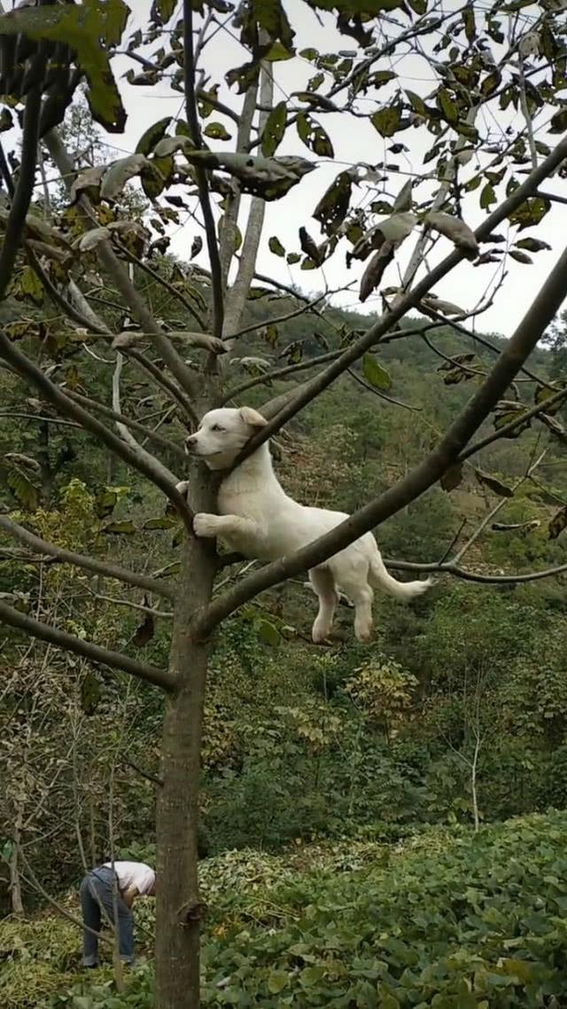 狗子半夜突然朝门外叫,半夜狗叫扰民不知道谁家狗怎么办