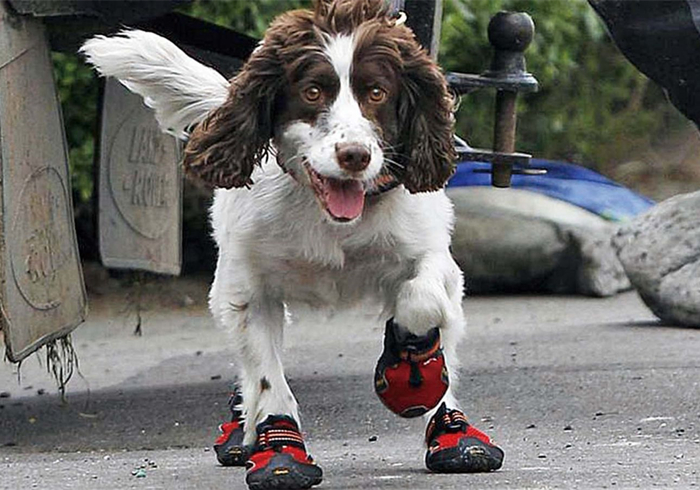 狗狗脚掌又红又肿怎么回事,小狗犬瘟热脚掌会怎么变化