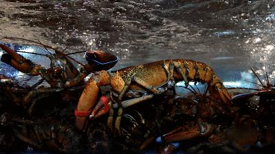 王庄阿咪完整视频,王庄阿咪探店