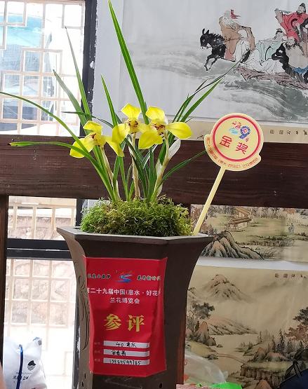 惠水第29届兰博会兰花获奖图片,惠水国际兰花展