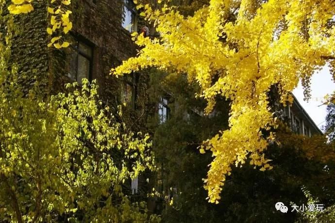 银杏北京打卡地,北京十大银杏观赏地图