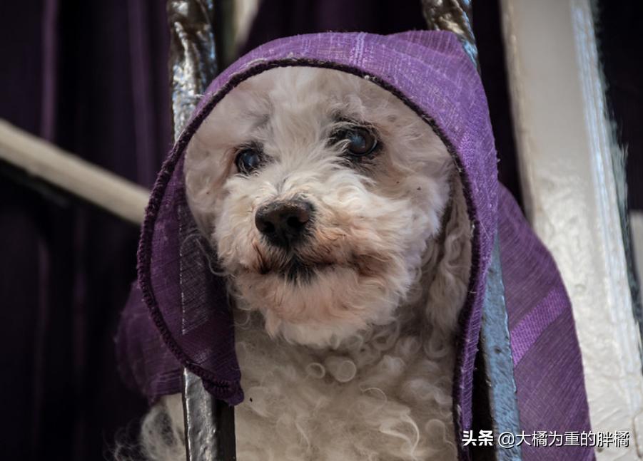 养狗并不是为了让它爱你,养狗狗的方法和技巧