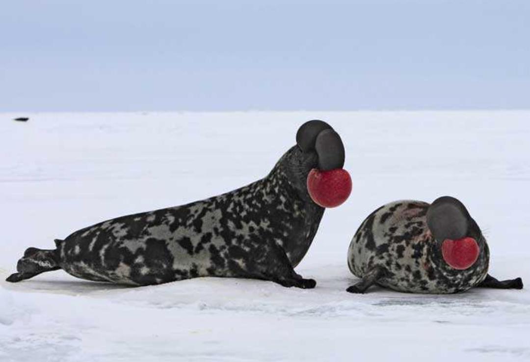 什么动物生气了最可怕,什么动物生气时会鼓起来