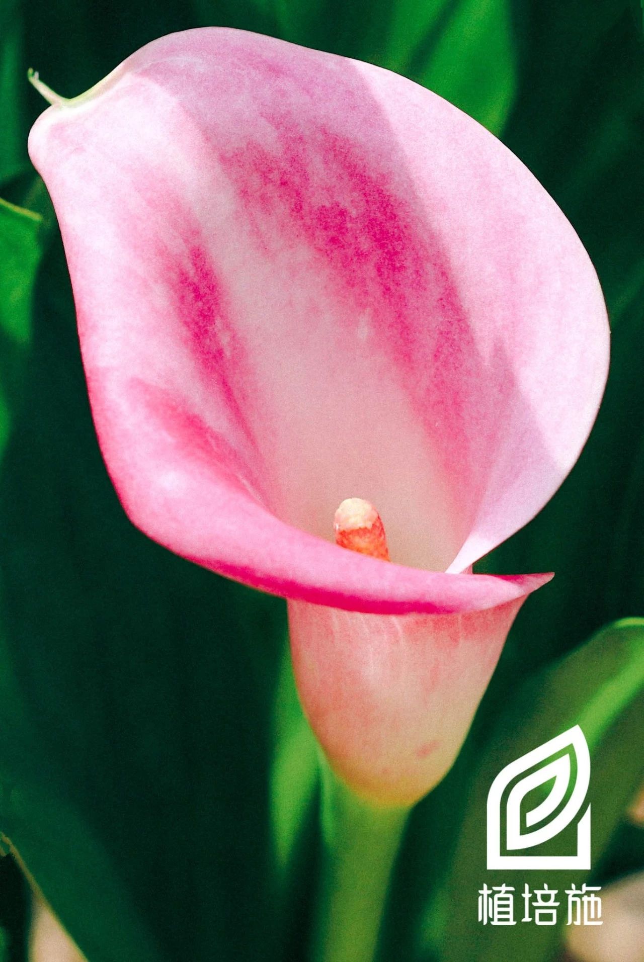 马蹄莲种球种植方法黑紫色,马蹄莲种球种植最佳季节